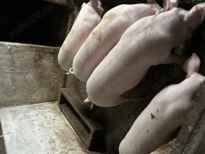 Grasuni 4 bucati deparazitati si castrati - imagine 2