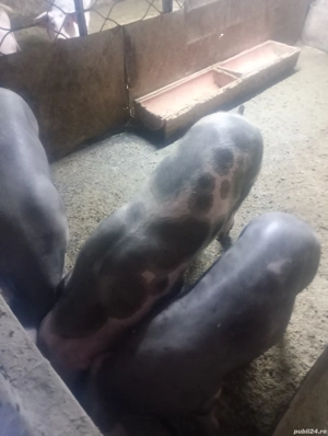 porci de tara  - imagine 2