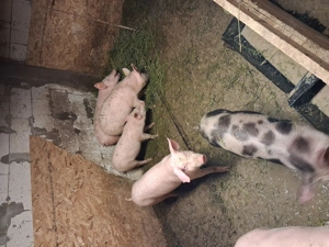 Grasuni 30 kg - 45 kg  - imagine 2