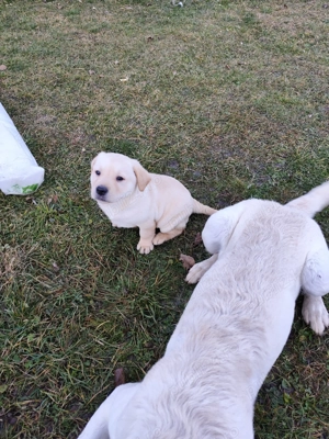 Labrador retriever  - imagine 2