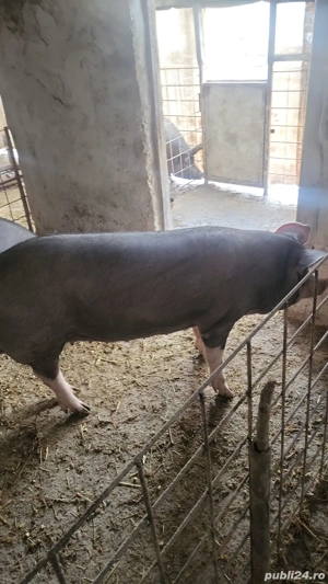 vand porci - imagine 2