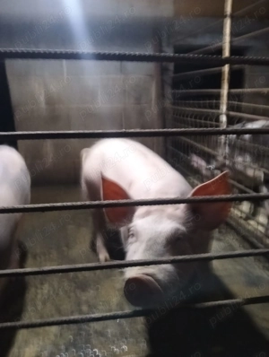 Purcei de vănzare ,mai multe detalii la telefon.