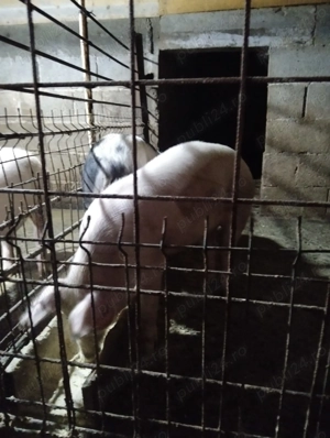 Purcei de vănzare ,mai multe detalii la telefon. - imagine 2