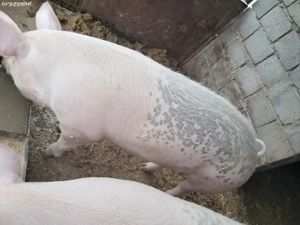 porc de vânzare  - imagine 2