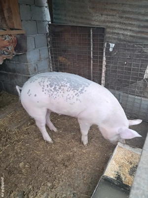 porc de vânzare 