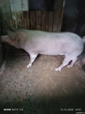 vand porci - imagine 2