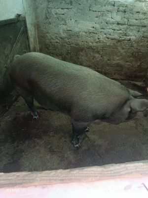 vand porci - imagine 3