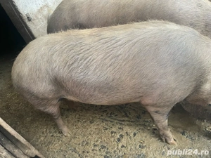 Proc pentru sacrificat 