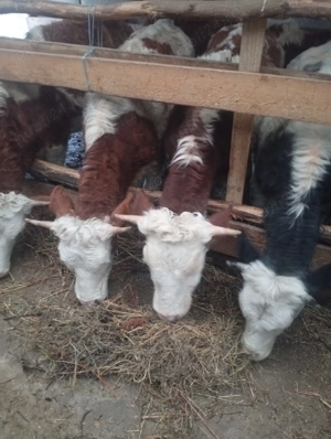 Vînd 6 vitele 200. 300 de Kg