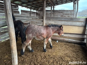 Vand manz   - imagine 3