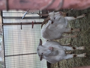 Vând țap saanen - imagine 2