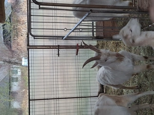 Vând țap saanen - imagine 3