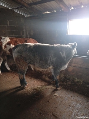 Vând  viteauă  Belgeană     