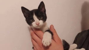 2 pui pisici spre adoptie (baiat si fetita)