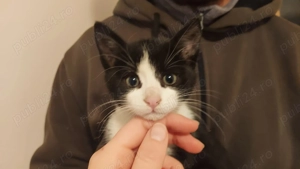 2 pui pisici spre adoptie (baiat si fetita) - imagine 2