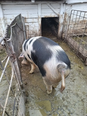 Vand porc 160-170 kg,Bucerdea Granoasa,jud.Alba,14 ron kg - imagine 2