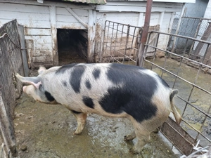 Vand porc 160-170 kg,Bucerdea Granoasa,jud.Alba,14 ron kg - imagine 1