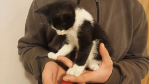 2 pui pisici spre adoptie (baiat si fetita) - imagine 4