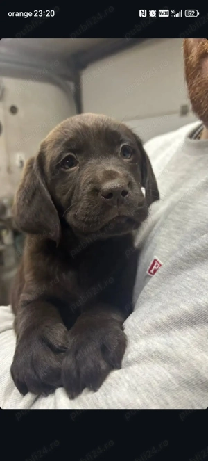 Pui Labrador retriever ciocolatiu