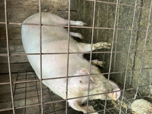 Vând scroafă rasa carne  aproximativ 170kg