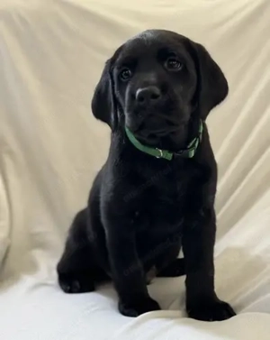 Labrador retriever mascul și femelă