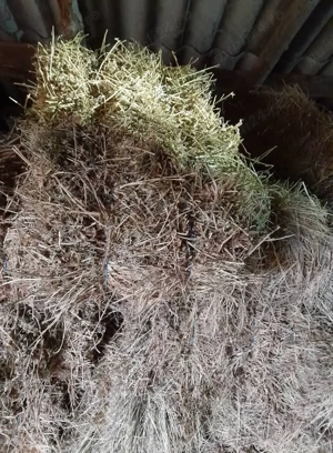 Vând baloți de lucernă și fân! 