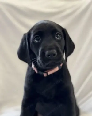 Labrador retriever mascul și femelă - imagine 3