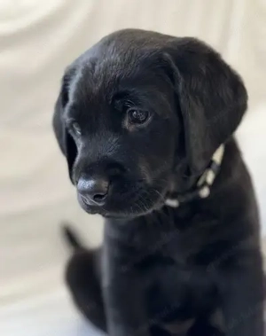 Labrador retriever mascul și femelă - imagine 2