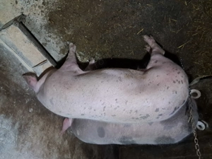 Porc 150kg, rasa de carne 