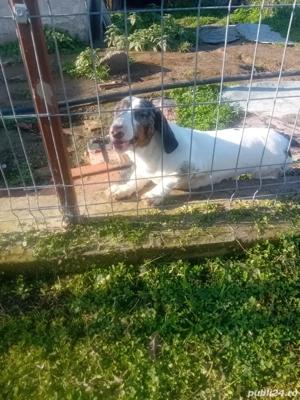 Teckel arlechin  - imagine 5