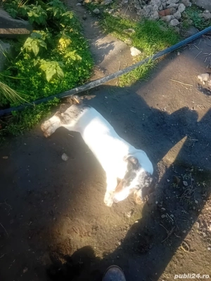 Teckel arlechin  - imagine 2