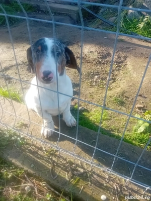 Teckel arlechin  - imagine 3