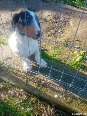 Teckel arlechin  - imagine 4