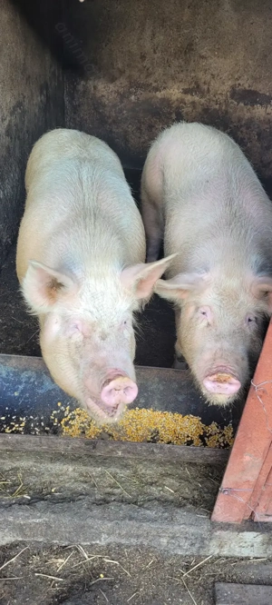Vând porci !