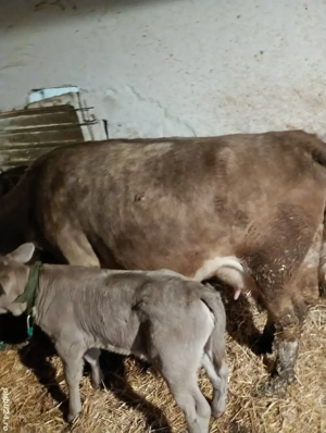 Vând Vacă de 4 Ani. - imagine 3