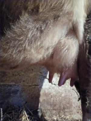 Vând Vacă de 4 Ani. - imagine 4