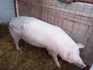 Porc de taiat - imagine 2