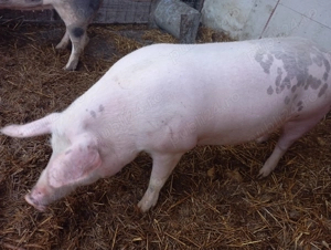 Porc de taiat - imagine 3