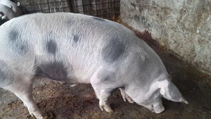 Porci de vânzare. - imagine 2