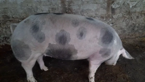 Porci de vânzare. - imagine 4