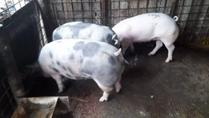 Porci de vânzare. - imagine 3