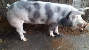 Porci de vânzare. - imagine 5