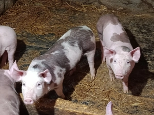 Purcei de vânzare (3luni) - Pietrain si Marele Alb - imagine 4
