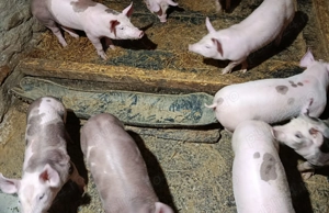 Purcei de vânzare (3luni) - Pietrain si Marele Alb - imagine 3