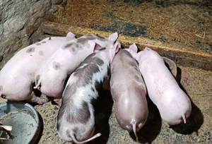 Purcei de vânzare (3luni) - Pietrain si Marele Alb - imagine 2