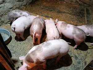 Purcei de vânzare (3luni) - Pietrain si Marele Alb - imagine 5