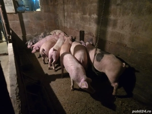 vând porci  - imagine 4