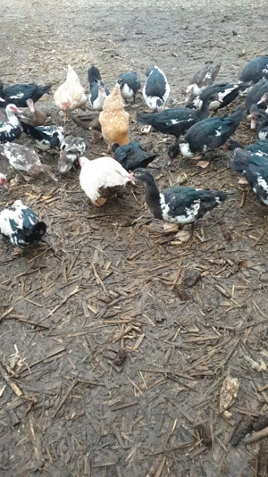 Vând rățoi  - imagine 3