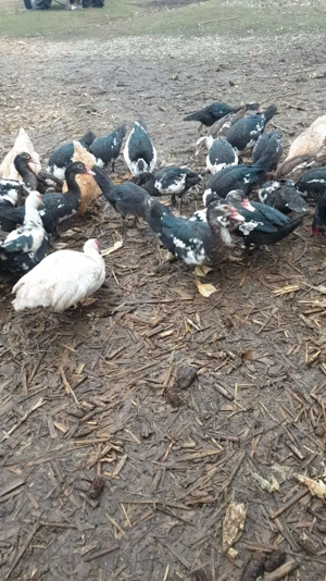 Vând rățoi  - imagine 4