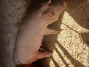 Vând porc rasă de carne 